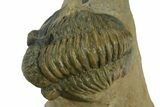 Two Multi-Toned Gerastos Trilobite Fossils - Morocco #381639-1